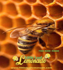 2 lb. Pure Alberta Unpasteurized Canadian Honey | LittleLeafLemonade.com