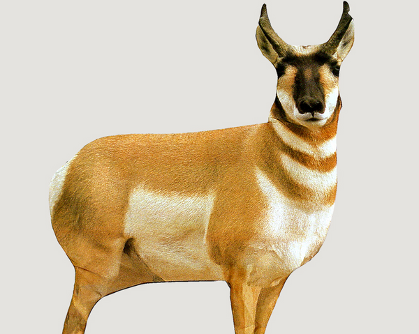 MONTANA DECOY Antelope Buck (6) - 0003 | MunroOutdoorAdventures.com