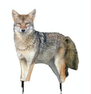 MONTANA DECOY Song Dog Coyote (6) - 0079 | MunroOutdoorAdventures.com